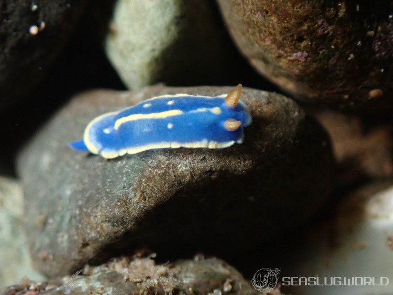 アオウミウシ Hypselodoris festiva