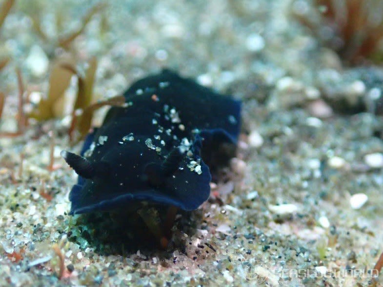 ホンクロシタナシウミウシ Dendrodoris nigra