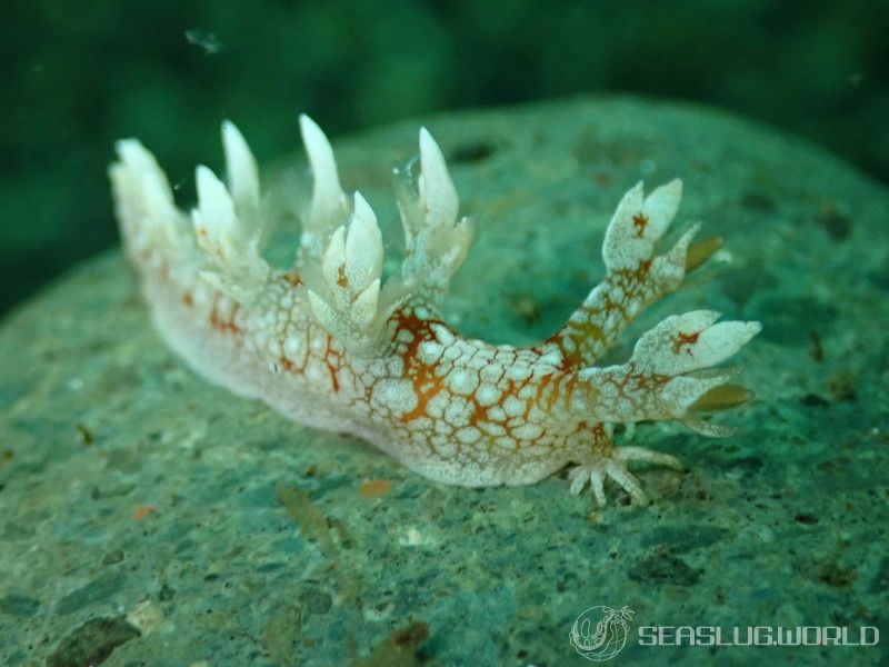 ヤマトユビウミウシ Bornella hermanni