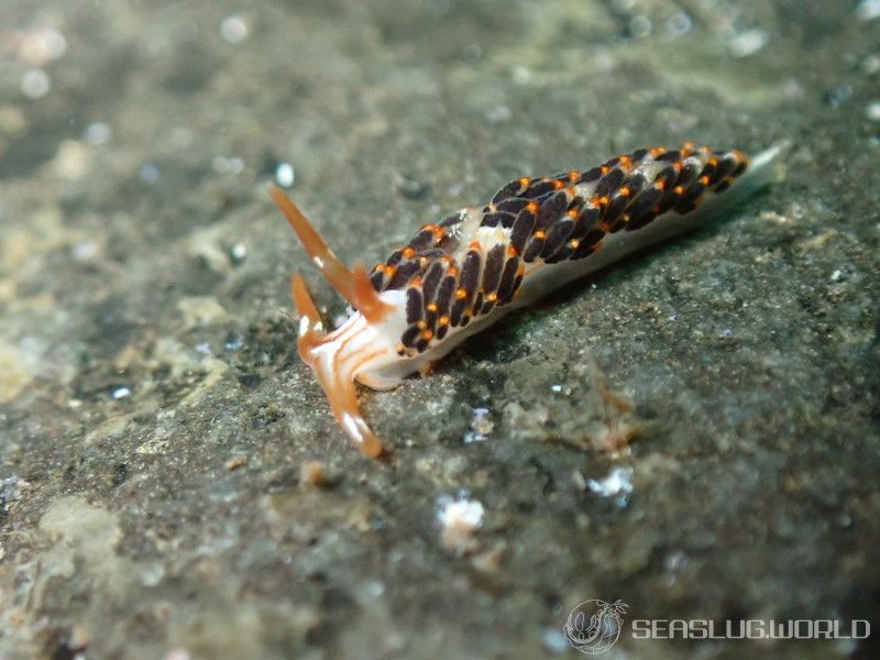 フタスジミノウミウシ Facelina bilineata