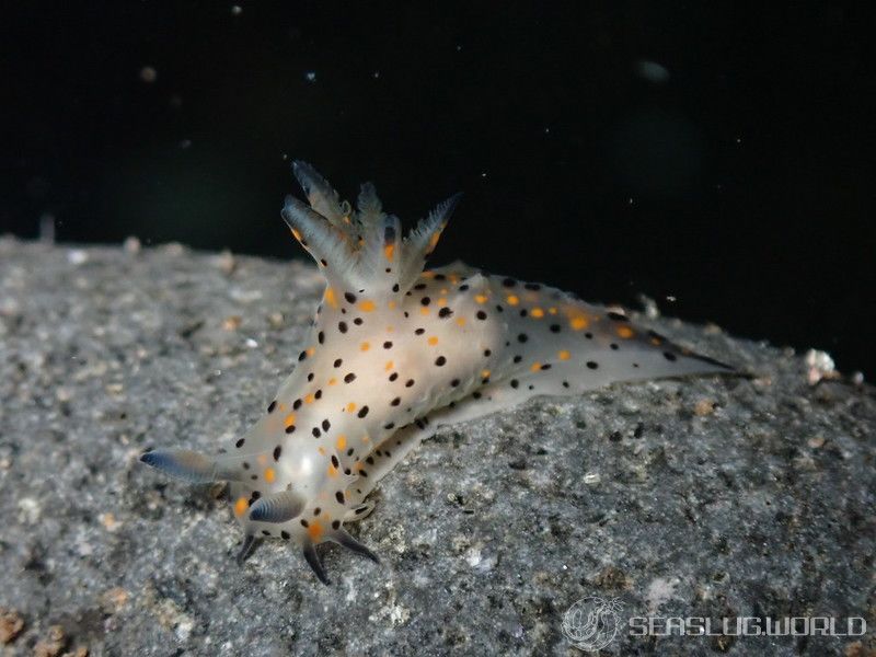 コソデウミウシ Polycera abei