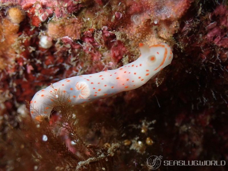 アカボシウミウシ Gymnodoris alba