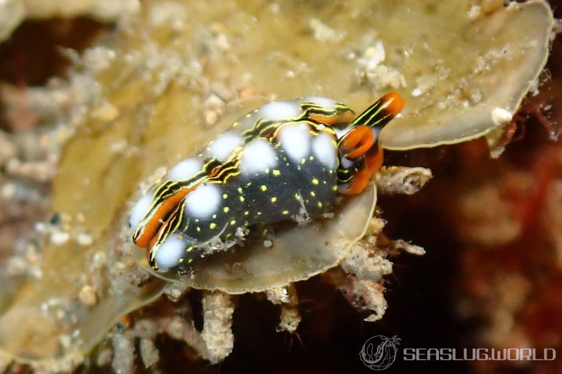 ハナミドリガイ Thuridilla splendens