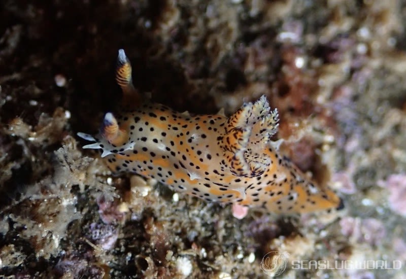 フジタウミウシ Polycera fujitai