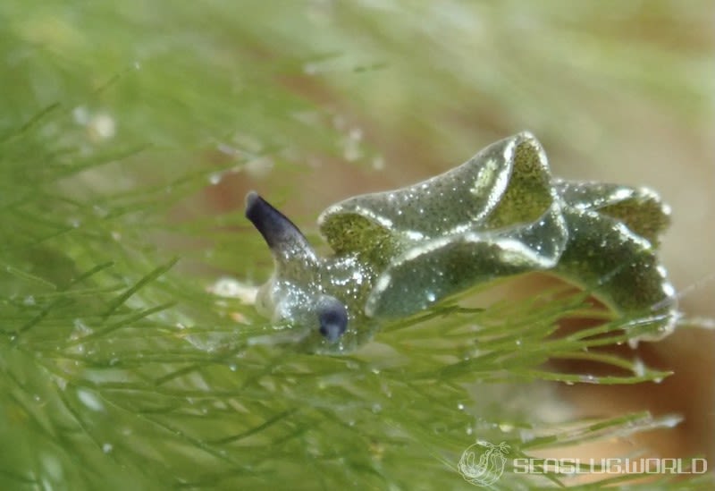 クロミドリガイ Elysia atroviridis