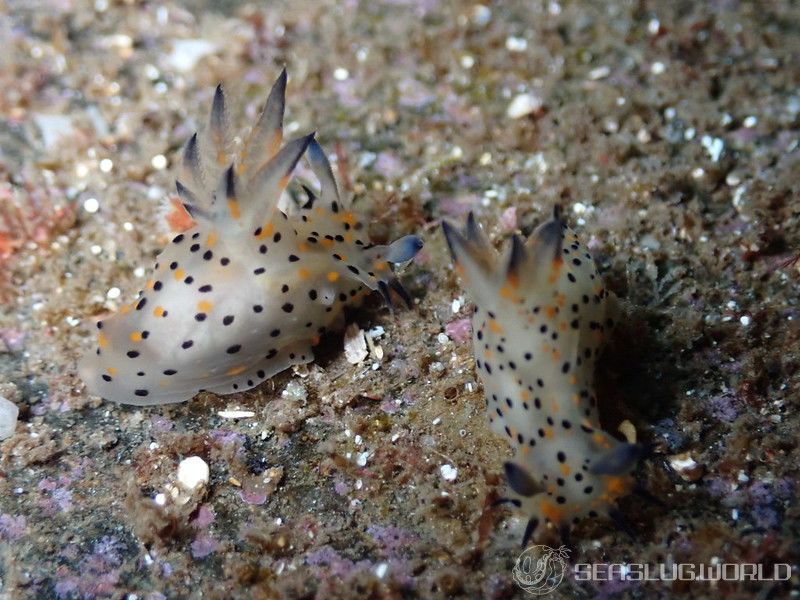 コソデウミウシ Polycera abei