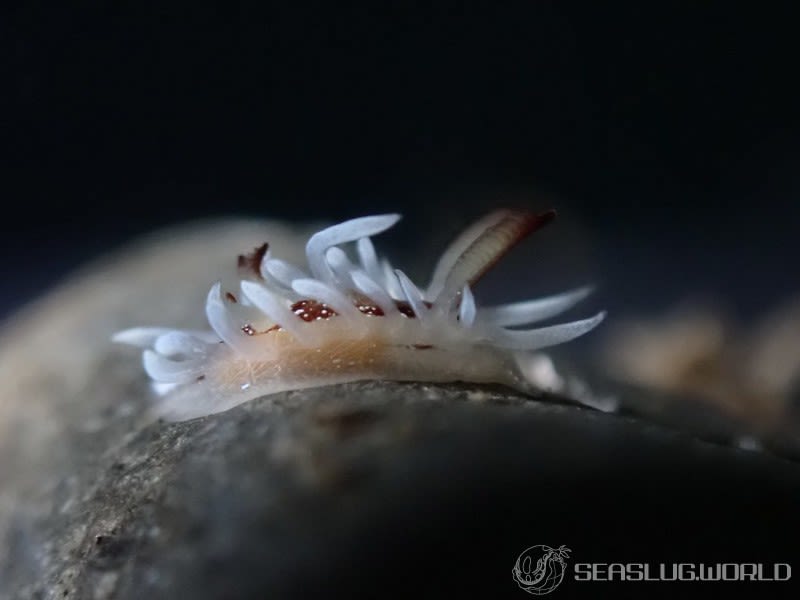 イバラウミウシ Ceratodoris barnardi