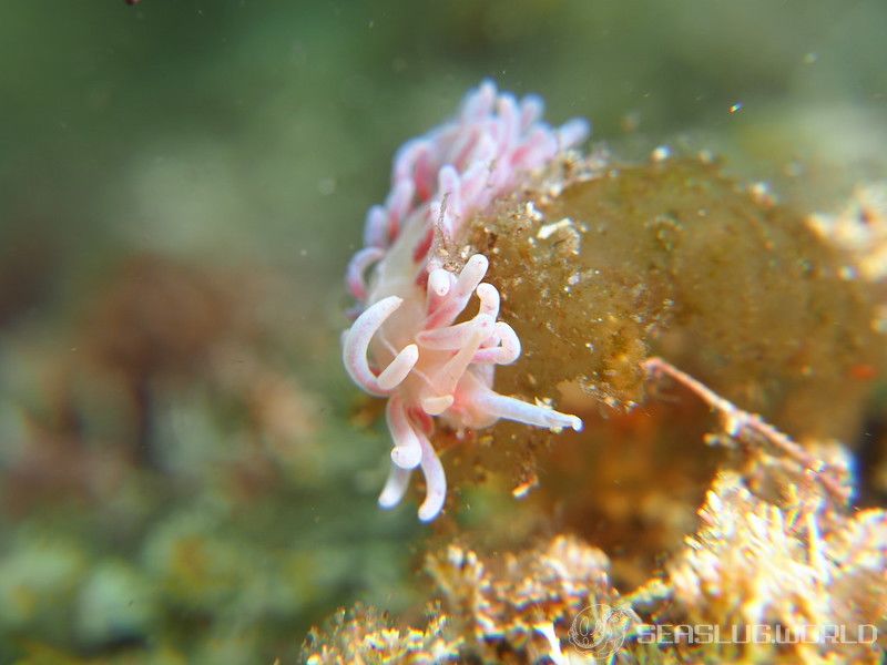 サガミミノウミウシ Phyllodesmium serratum