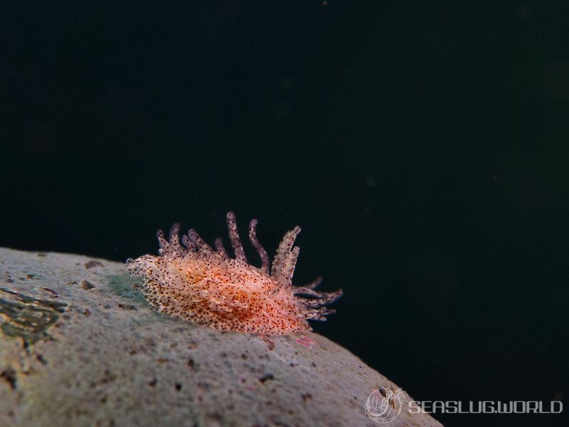 ナガヒゲイバラウミウシ Ceratodoris pilosa