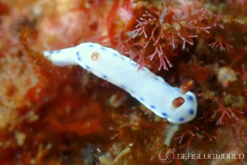 アオウミウシ属の一種 6 Hypselodoris sp. 6