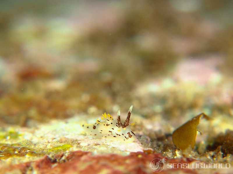 カリヤウミウシ Ancula kariyana