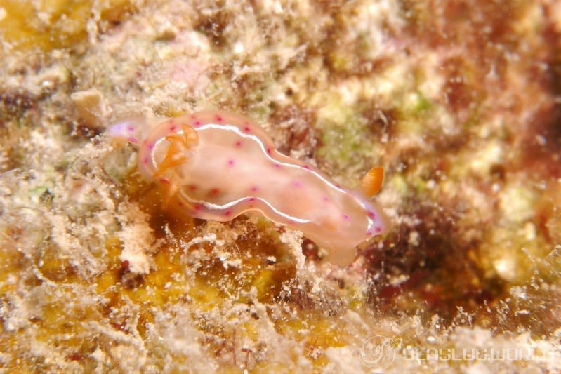 ミカドウミウシ Hexabranchus lacer