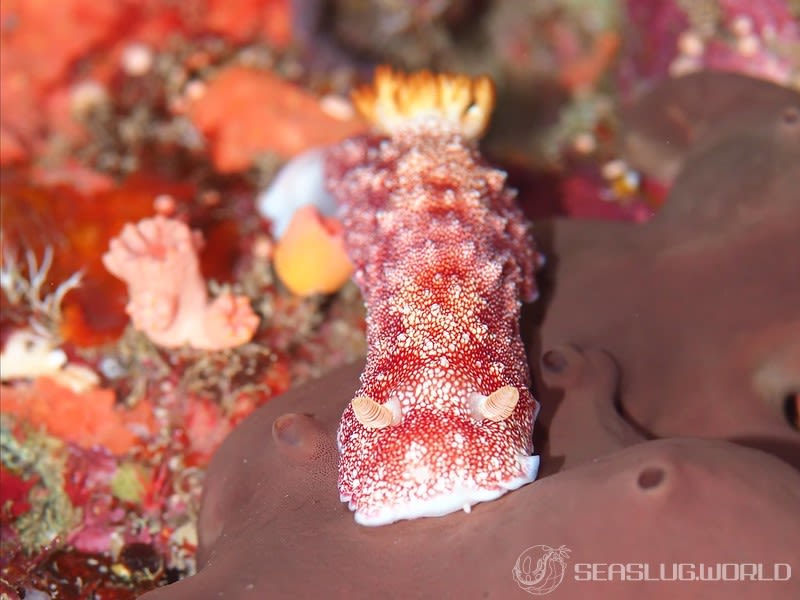 チリメンウミウシ Goniobranchus reticulatus