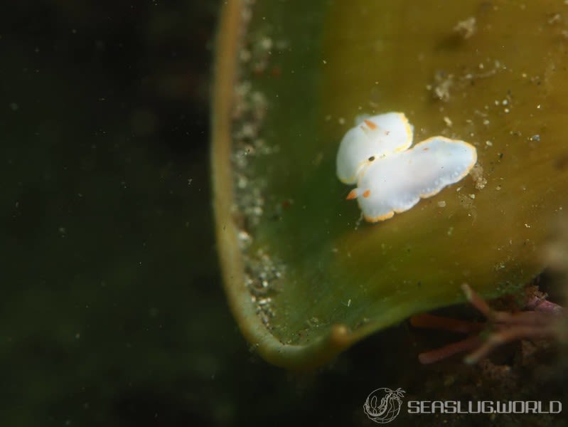 シラユキウミウシ Verconia nivalis