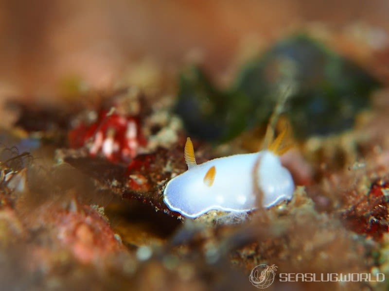 シラウメウミウシ Goniobranchus nona