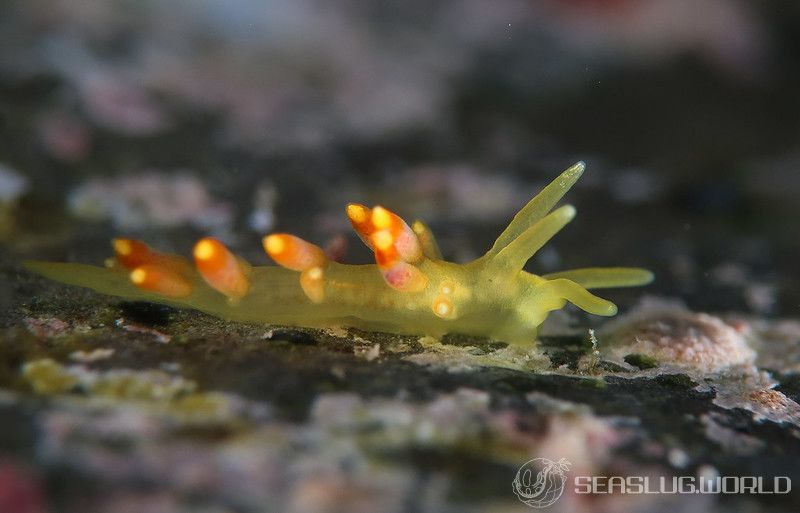 フジエラミノウミウシ属の一種 92 Trinchesia sp.92