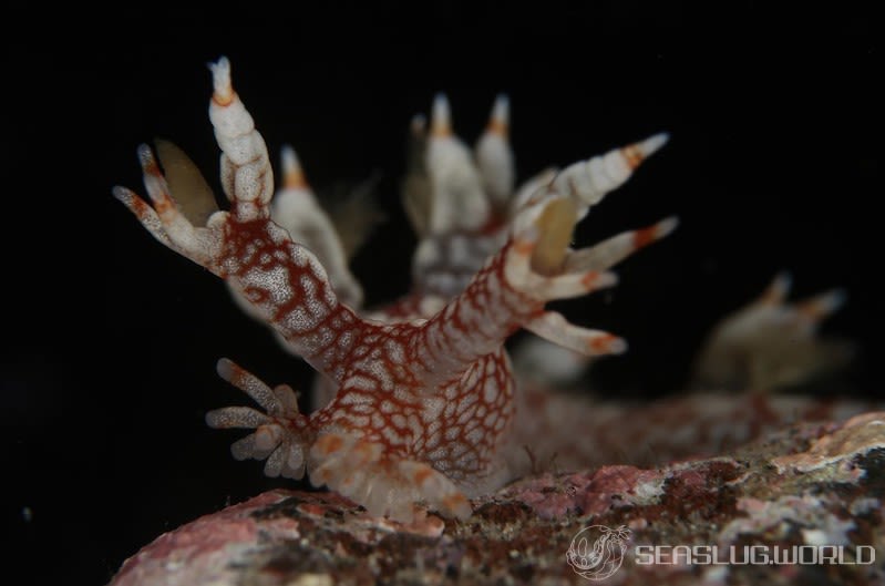 ユビウミウシ Bornella stellifer