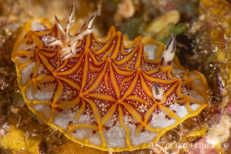 モザイクウミウシ Halgerda tessellata