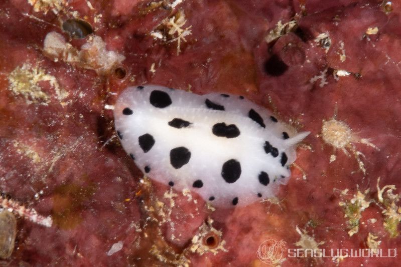 ミズタマイボウミウシ Phyllidia scottjohnsoni