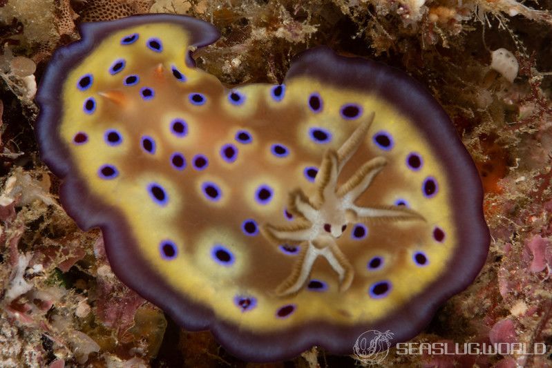 オトヒメウミウシ Goniobranchus kuniei