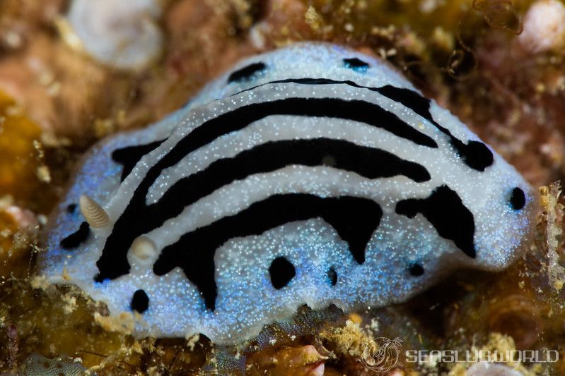 タテスジイボウミウシ Phyllidiopsis sphingis