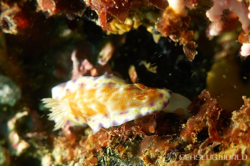 アカネコモンウミウシ Goniobranchus collingwoodi