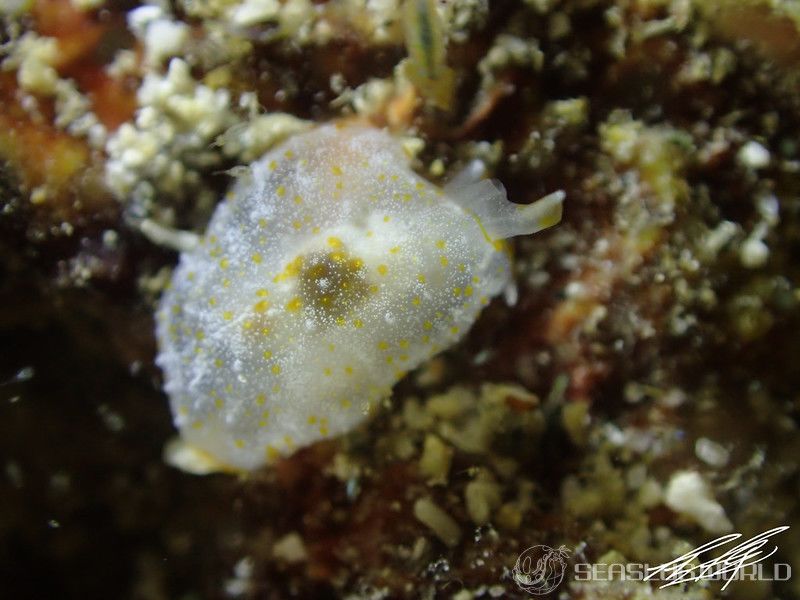 カメノコフシエラガイ Pleurobranchus peronii