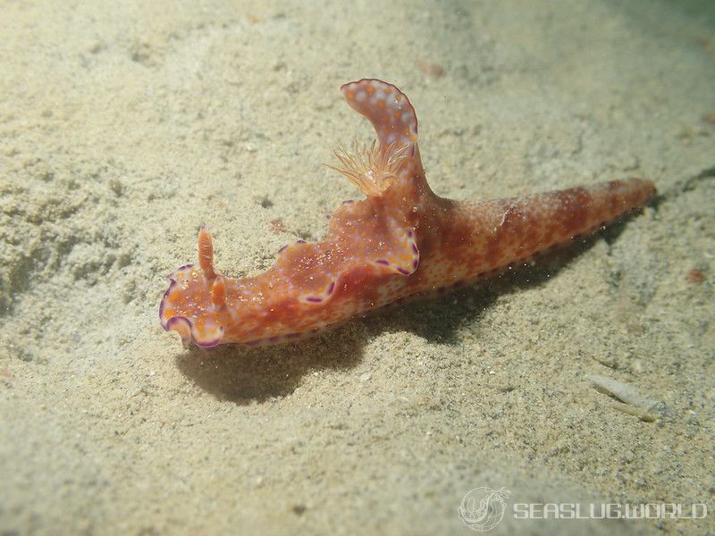 テヌウニシキウミウシ Ceratosoma tenue