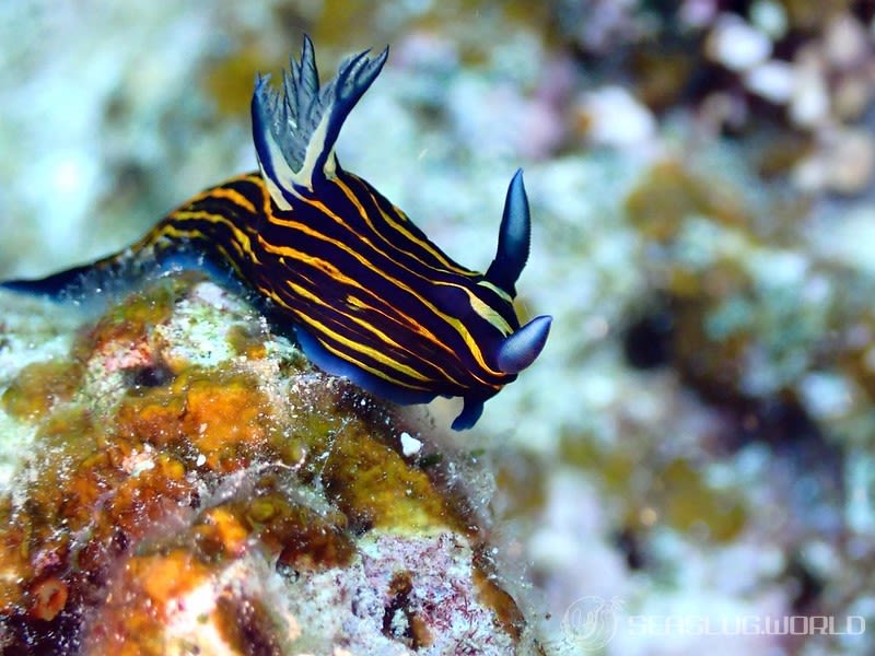 イシガキリュウグウウミウシ Tyrannodoris luteolineata