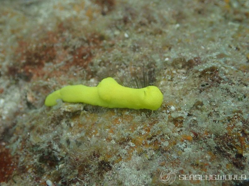 レモンウミウシ Notodoris citrina