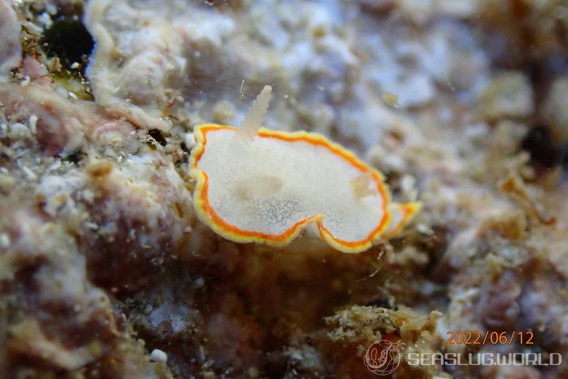 ミツイラメリウミウシ Diaphorodoris mitsuii