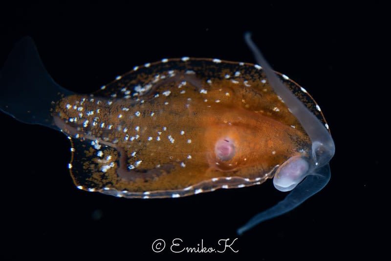 コノハウミウシ Phylliroe bucephala