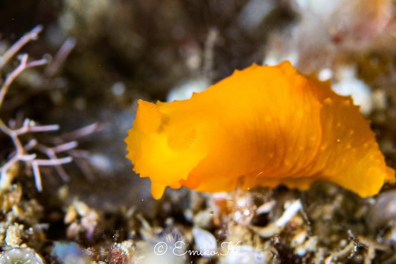 キヌハダモドキ Gymnodoris citrina