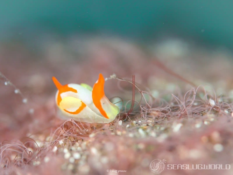 シラタマウミコチョウ Siphopteron makisig