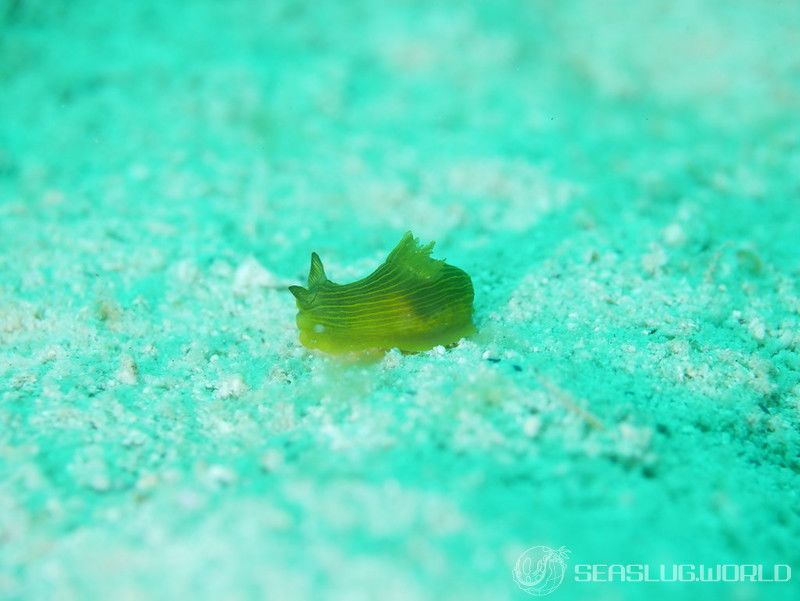 タスジキヌハダウミウシ Gymnodoris sp. 2