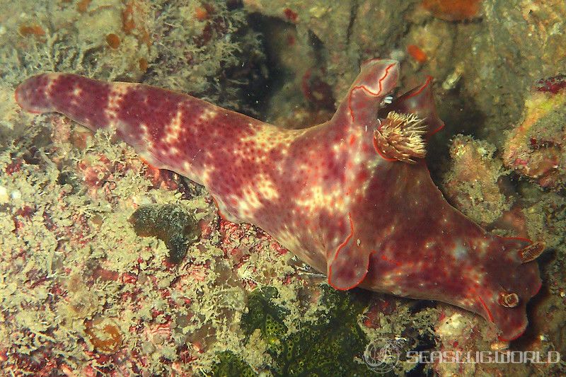 ミナミニシキウミウシ Ceratosoma gracillimum