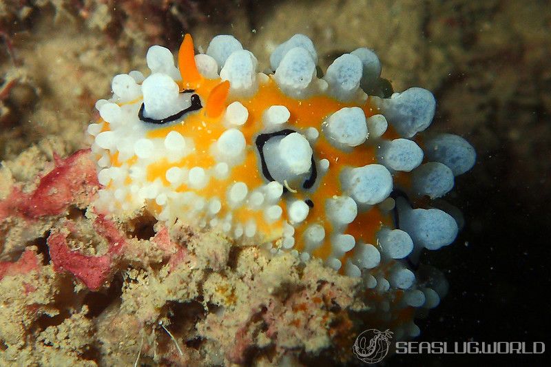 キイロイボウミウシ Phyllidia ocellata