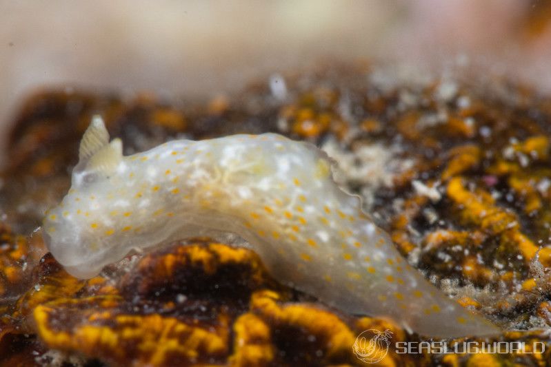 オキナワキヌハダウミウシ Gymnodoris okinawae