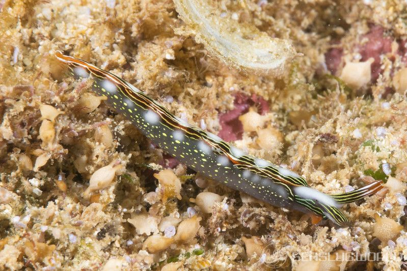 ハナミドリガイ Thuridilla splendens