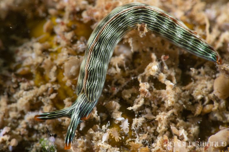 タスジミドリガイ Thuridilla gracilis