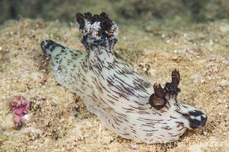 ブッシュドノエルウミウシ Jorunna rubescens