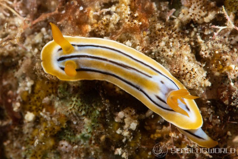 コールマンウミウシ Chromodoris colemani