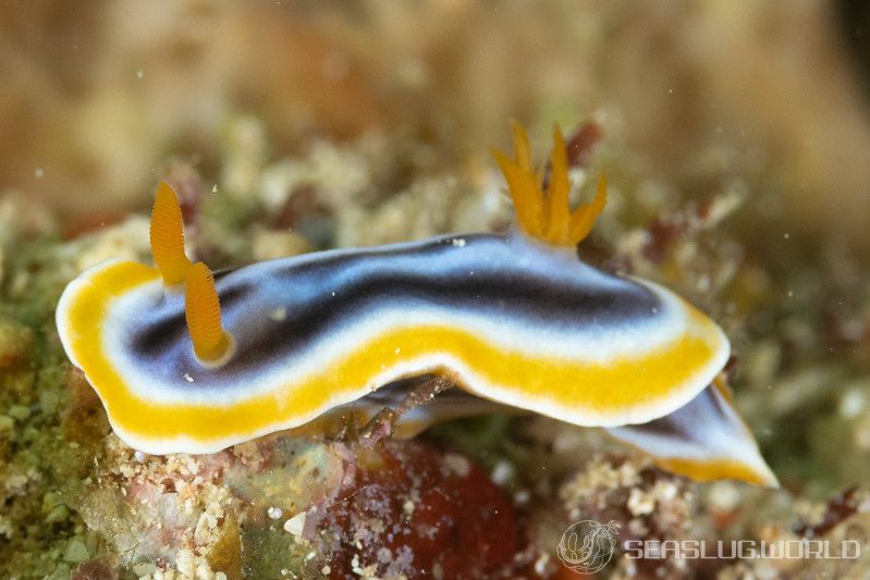 シライトウミウシ Chromodoris magnifica