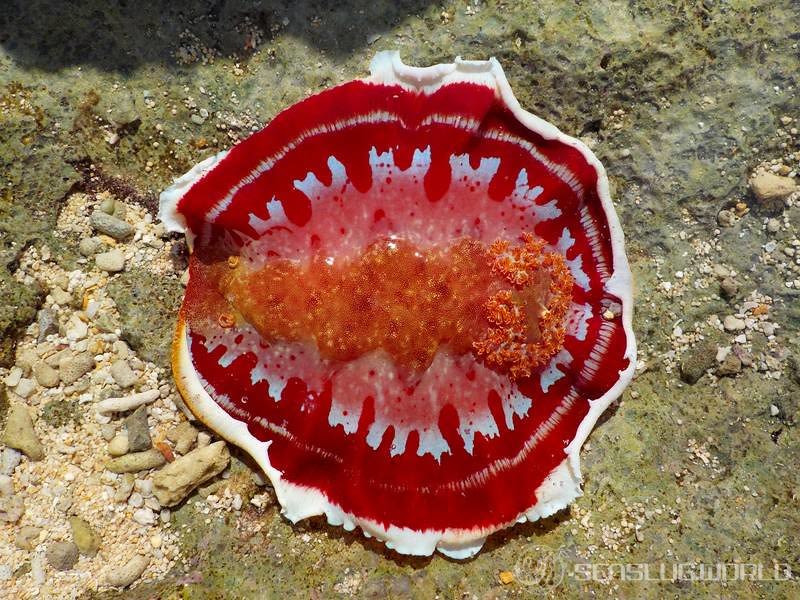 ミカドウミウシ Hexabranchus lacer