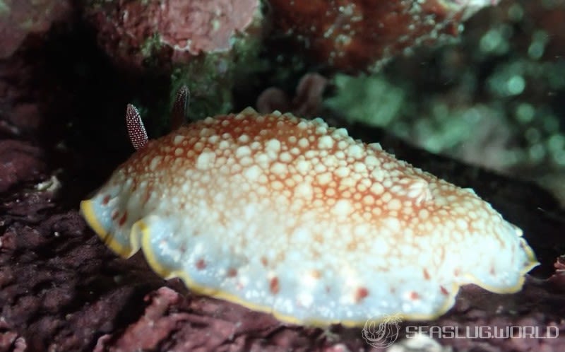 サラサウミウシ Goniobranchus sp.16