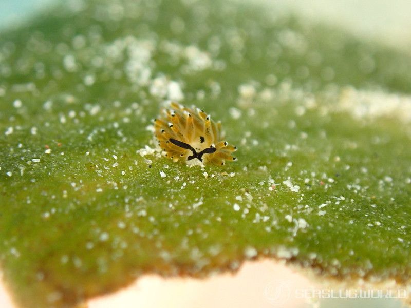 イリオモテモウミウシ Costasiella sp. 4