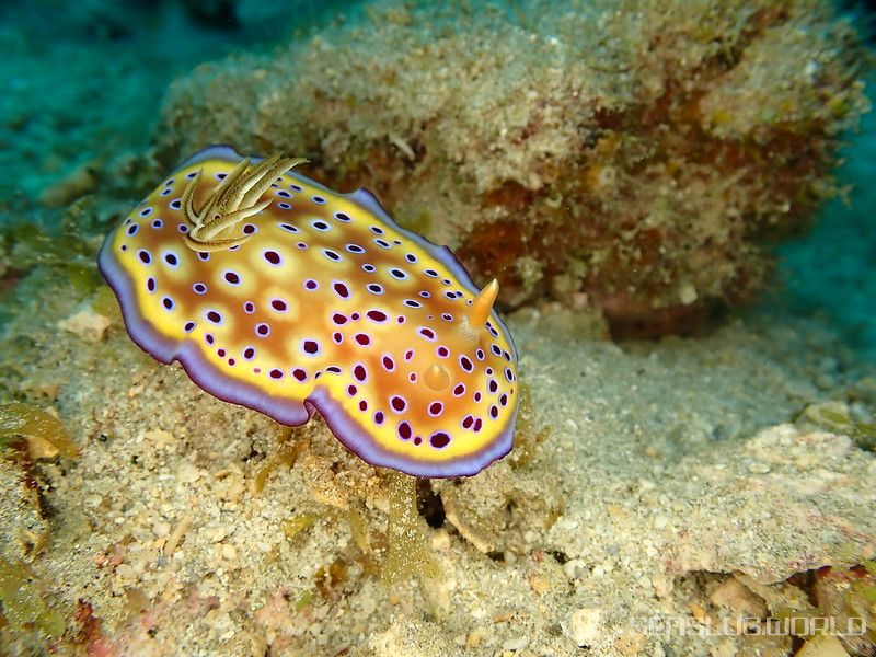 オトヒメウミウシ Goniobranchus kuniei