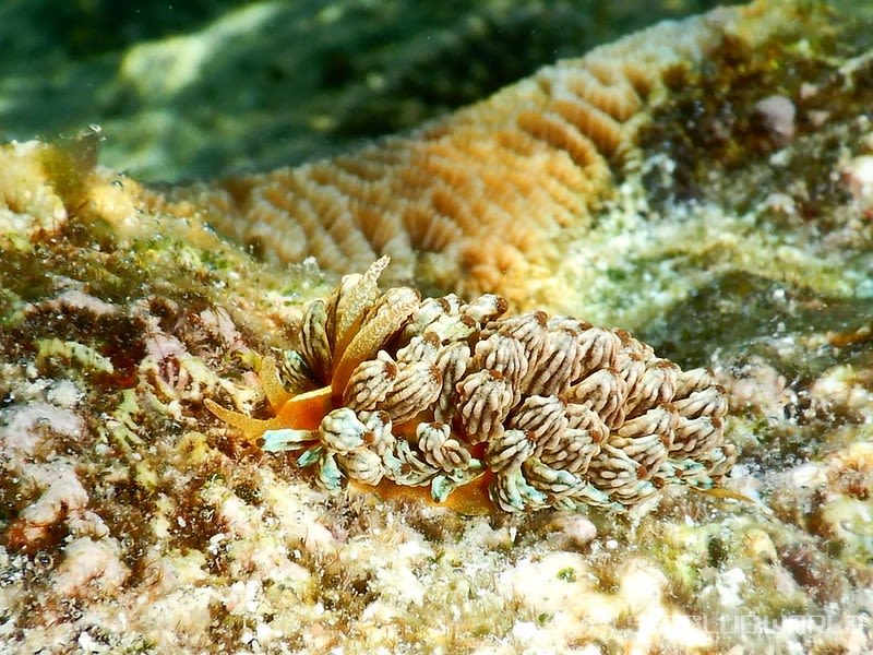 アカクセニアウミウシ Phyllodesmium kabiranum