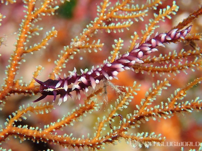 セスジスミゾメミノウミウシ Pleurolidia juliae