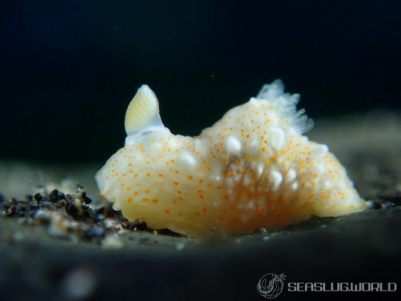 オキナワキヌハダウミウシ Gymnodoris okinawae